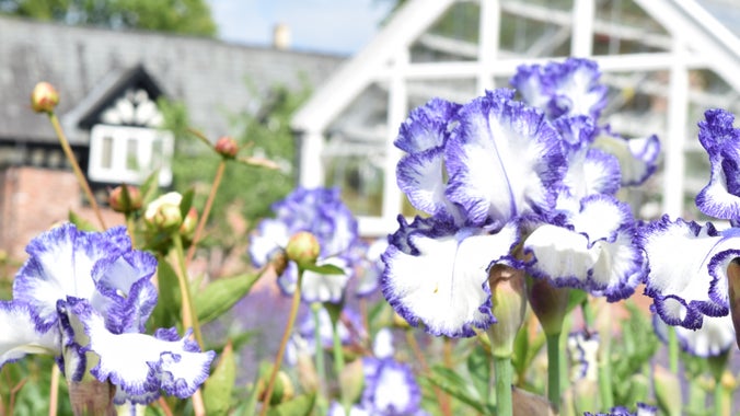 Peony and Iris flower border in the walled garden at Quarry Bank